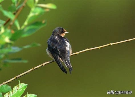 燕子 築巢|帶著福氣的鳥兒：燕子